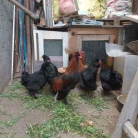 مرغ وخروس  با کیفیت قیمت هرکی زیاد بده