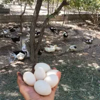 تخم اردک محلی درمانی