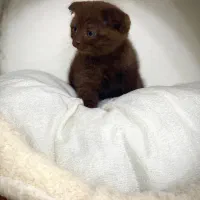 اسکاتیش چاکلت خاص