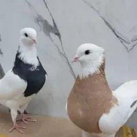 تعدادی کفتر طوقی..