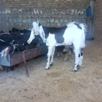 نر بز افغانی پاتر گلابی|حیوانات مزرعه|سیوان, |دیوار