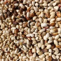 پسته پوک و گو