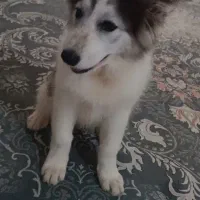 فروش سگ هاسکی نر|سگ|محلات, |دیوار