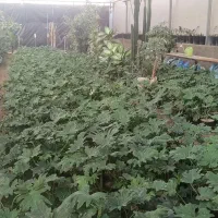 فروش گلخانه صنعتی|فروش دفتر صنعتی، کشاورزی، تجاری|پاکدشت, پاکدشت (مامازند)|دیوار