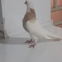 طوقی زرد ماده