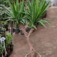 گل-گلخانه-گلخونه|گل و گیاه طبیعی|مشهد, شهید مطهری|دیوار