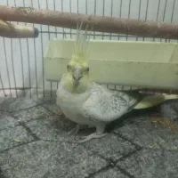 عروسی هلندی|پرنده|گیلوان, |دیوار