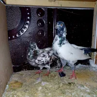 کبوتر|پرنده|کیاشهر, |دیوار