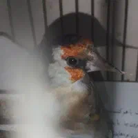 سهره چهار گل|پرنده|بهارستان, |دیوار