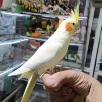 پرنده های زینتی پویا در مهاباد|پرنده|مهاباد (آذربایجان غربی), |دیوار