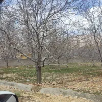 فروش باغ گردو سپیدان باغ شهری