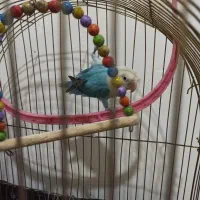 کوتوله و قفس