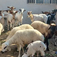 کهره گیسه بز خود بندرعباس با قصابی رایگان|حیوانات مزرعه|بندرعباس, |دیوار