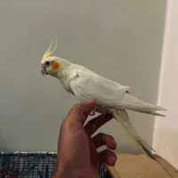 یک جفت طوطی عروس هلندی جفت مولدکارداده رو تخم دستی