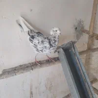 کفتر سرور