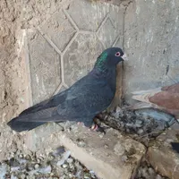 تعدادی کبوتر نر سوراخ|پرنده|رفسنجان, |دیوار