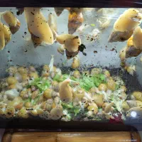 حلزون|خزنده|سمنان, |دیوار