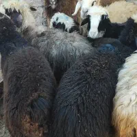 کاوه قوچ|حیوانات مزرعه|دهدشت, |دیوار