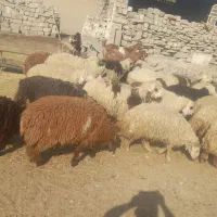 فروش ۱۴ جفت بره|حیوانات مزرعه|رامشیر, |دیوار