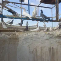 کفتر پرشی عالی|پرنده|کاشان, لتحر|دیوار