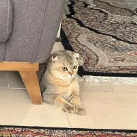 گربه اسکاتیش- نر-با وسایل