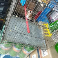 سهره جوجه سال دهن باخی کت بازکن شرور