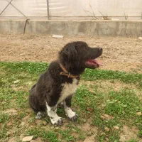 یک عدد سگ قدرجونی|سگ|مشکین‌دشت, |دیوار