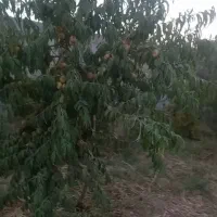 باغ-1000-متری-باآب-ودرختان-بارده