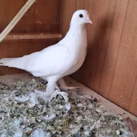 گرفته شده کبوتر لوتی
