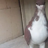 کفتر پنگونی قهوه‌ای و سیاه تو پر سفید