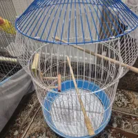 قفس