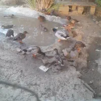 اوردک پروازی|حیوانات مزرعه|رحمت‌آباد, |دیوار