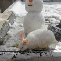 خرگوش|موش و خرگوش|کرمانشاه, |دیوار