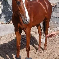 اسب نریان ۳ ساله|اسب و تجهیزات اسبسواری|مشهد, رباط طرق|دیوار