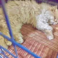 گربه پرشین نر عقیم شده