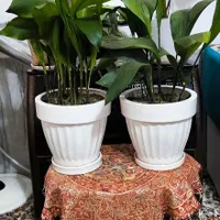 گل برگ عبای  و گلدان