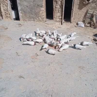 سری700|پرنده|لنده, |دیوار