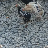 تخم گلین از مولدهای با کیفیت|حیوانات مزرعه|انبارآلوم, |دیوار