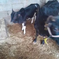 گاو محلی دورگ با ۴ کیلو شیر پر چرب وبا گوساله نر