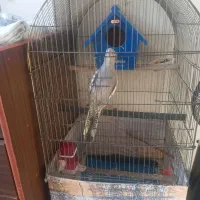 عروس هلندی|پرنده|تهران, شهرک رضویه|دیوار