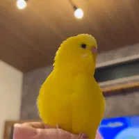 مرغ عشق چلوندنی(فول دستی )ناز|پرنده|شاهینشهر, شهرک گلدیس|دیوار