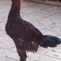 فروش لاری