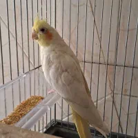 عروس هلندی|پرنده|قم, علی آباد سعدگان|دیوار