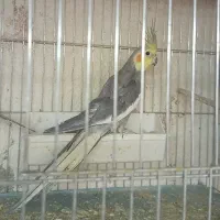 جفت عروس