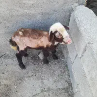 بره قورچ قزل پلنگی اصل  جنس