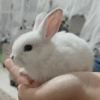 خرگوش