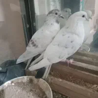 یه جفت پرشی