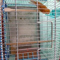 قناری|پرنده|سمیرم, |دیوار