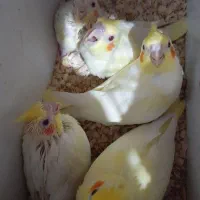 عروس هلندی کوتوله فنچ مرغ عشق گرینچیک