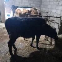 گاو گیل دورگ|حیوانات مزرعه|رشت, بازار|دیوار